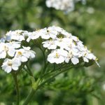 frhling